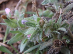 Echium parviflorum