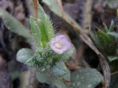Echium parviflorum