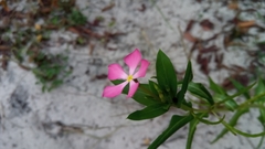 Catharanthus