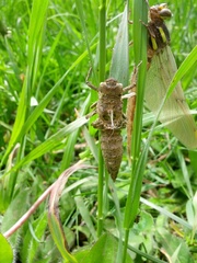 Cordulegaster maculata