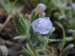 Echium parviflorum