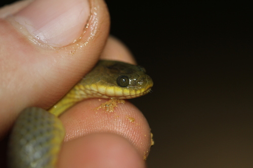 Rice Paddy Snake