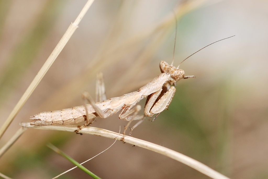 Mediterranean Dwarf Mantis