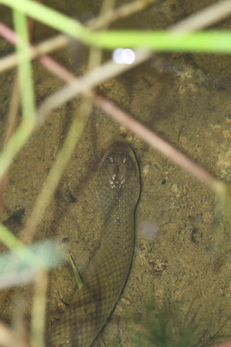 Rice Paddy Snake