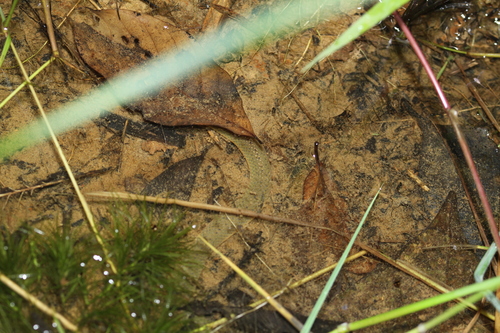 Rice Paddy Snake