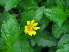 Sphagneticola trilobata