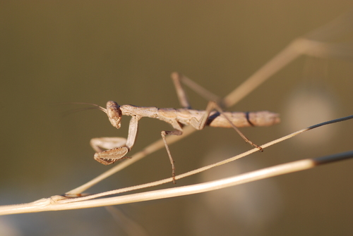 Grey Mantis photo 4