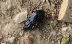 Abax ovalis