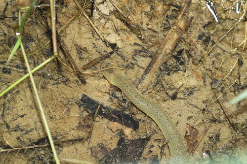 Rice Paddy Snake