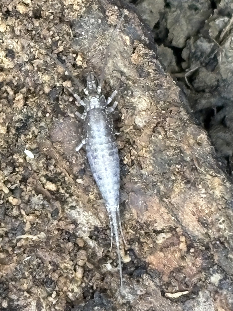 Jumping Bristletail from Mackinaw, IL, US on March 7, 2024 at 08:04 AM ...