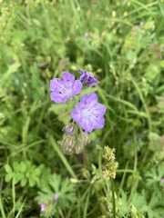 Phacelia hirsuta