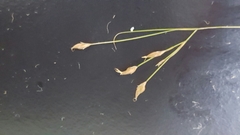 Rhynchospora rariflora