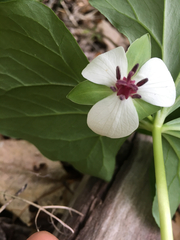Trillium rugelii