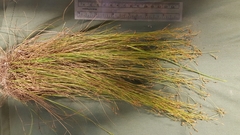 Rhynchospora rariflora