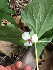 Trillium rugelii