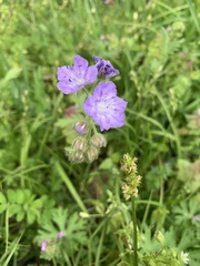 Phacelia hirsuta