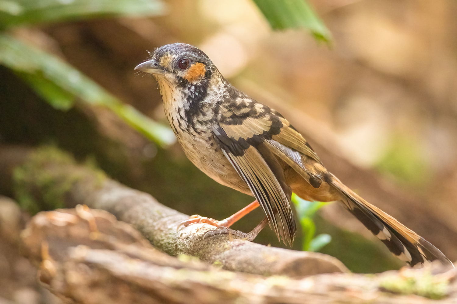 Chestnut-eared Laughingthrush illustration