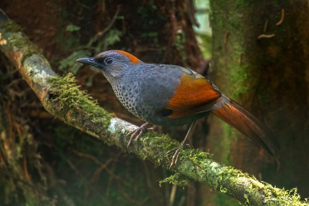 Golden-winged Laughingthrush (Trochalopteron ngoclinhense) photo