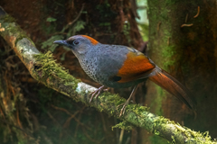 Golden-Winged Laughingthrush photo 1