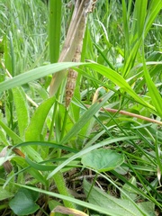 Cordulegaster maculata