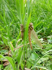 Cordulegaster maculata