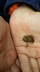 Eleutherodactylus marnockii