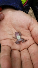 Eleutherodactylus marnockii