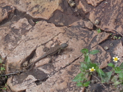 Tropidurus torquatus