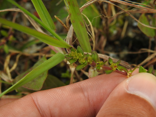 Herniaria ciliolata, photograph 2