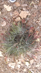 Tillandsia schiedeana