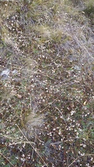 Gaultheria macrostigma