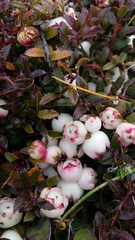Gaultheria macrostigma