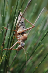 Ephippiger terrestris