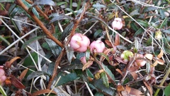 Gaultheria macrostigma