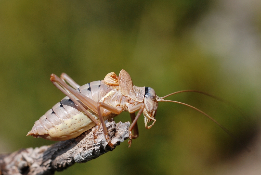 Alpine Saddle Bush-cricket