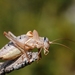 Alpine Saddle-backed Bush-Cricket - Photo (c) Gilles San Martin, some rights reserved (CC BY-SA), uploaded by Gilles San Martin