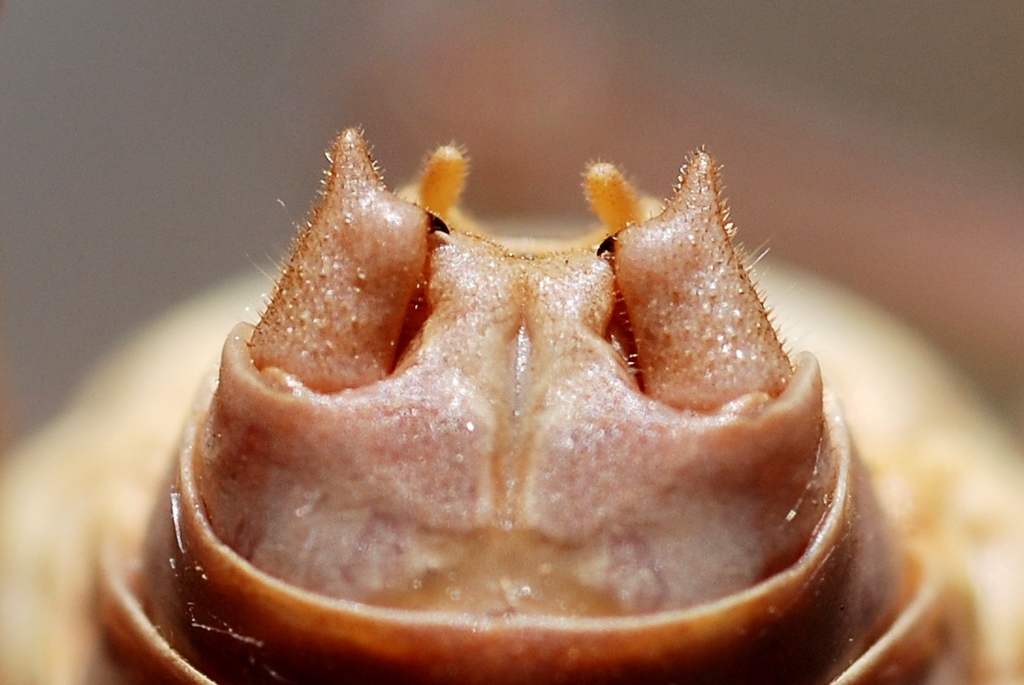 Ephippiger