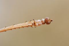 Ephippiger terrestris