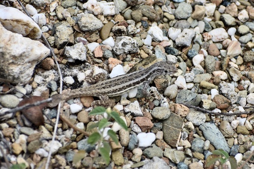 Mountain Curlytail Lizard