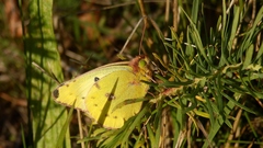 Colias hyale