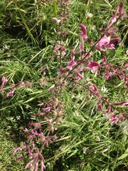 Salvia hierosolymitana