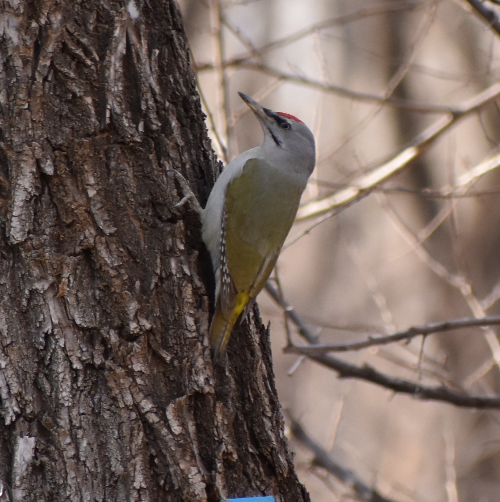 Grey-headed Woodpecker