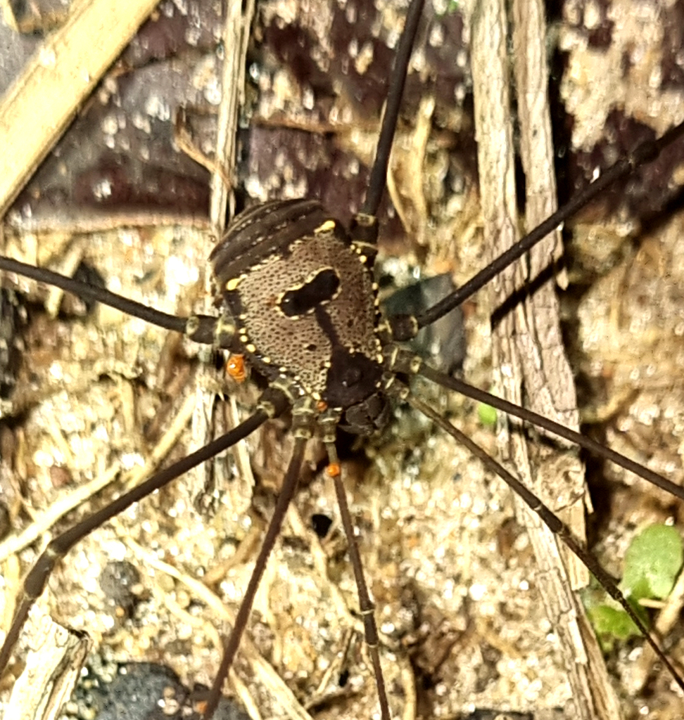 daddy longlegs
