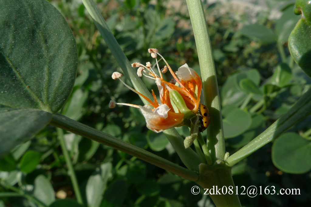 Zygophyllum macropodum