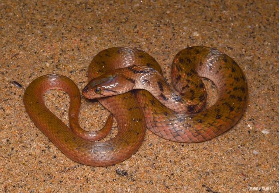 Tikiri Keelback