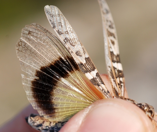 Handsome Cross Grasshopper