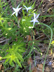 Amsonia ciliata