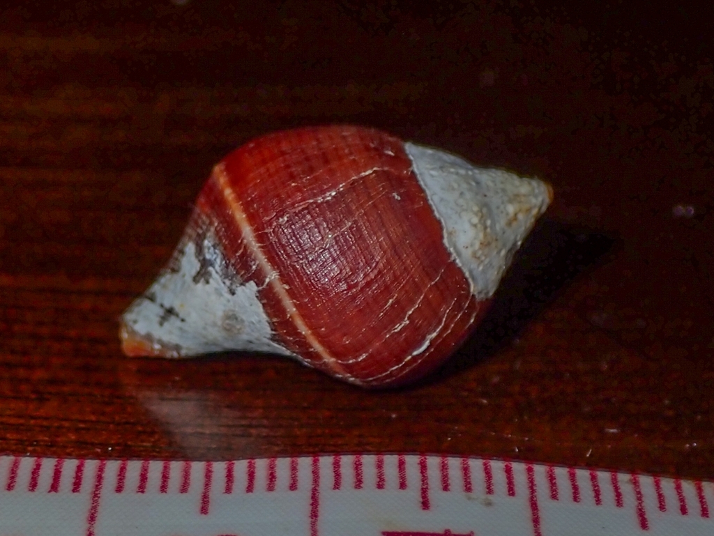 Leucozonia leucozonalis
