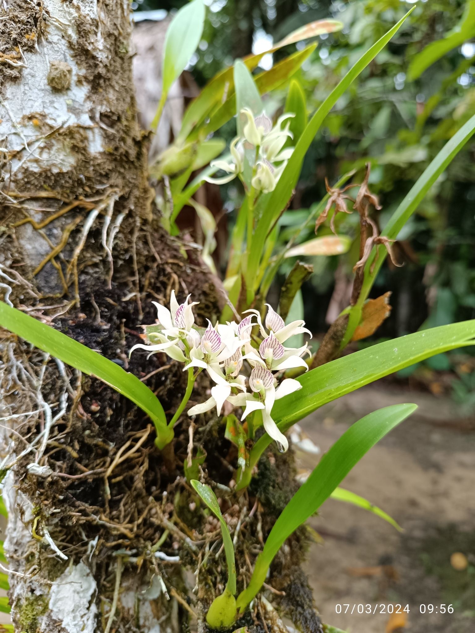 Imagem de Orquídea-batata