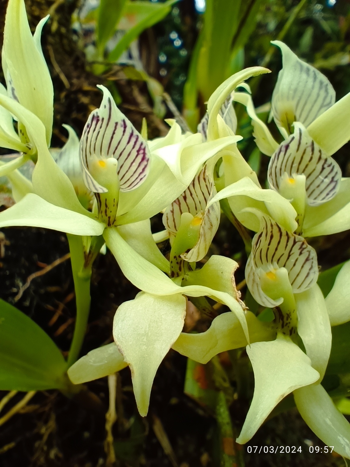 Imagem de Orquídea-batata